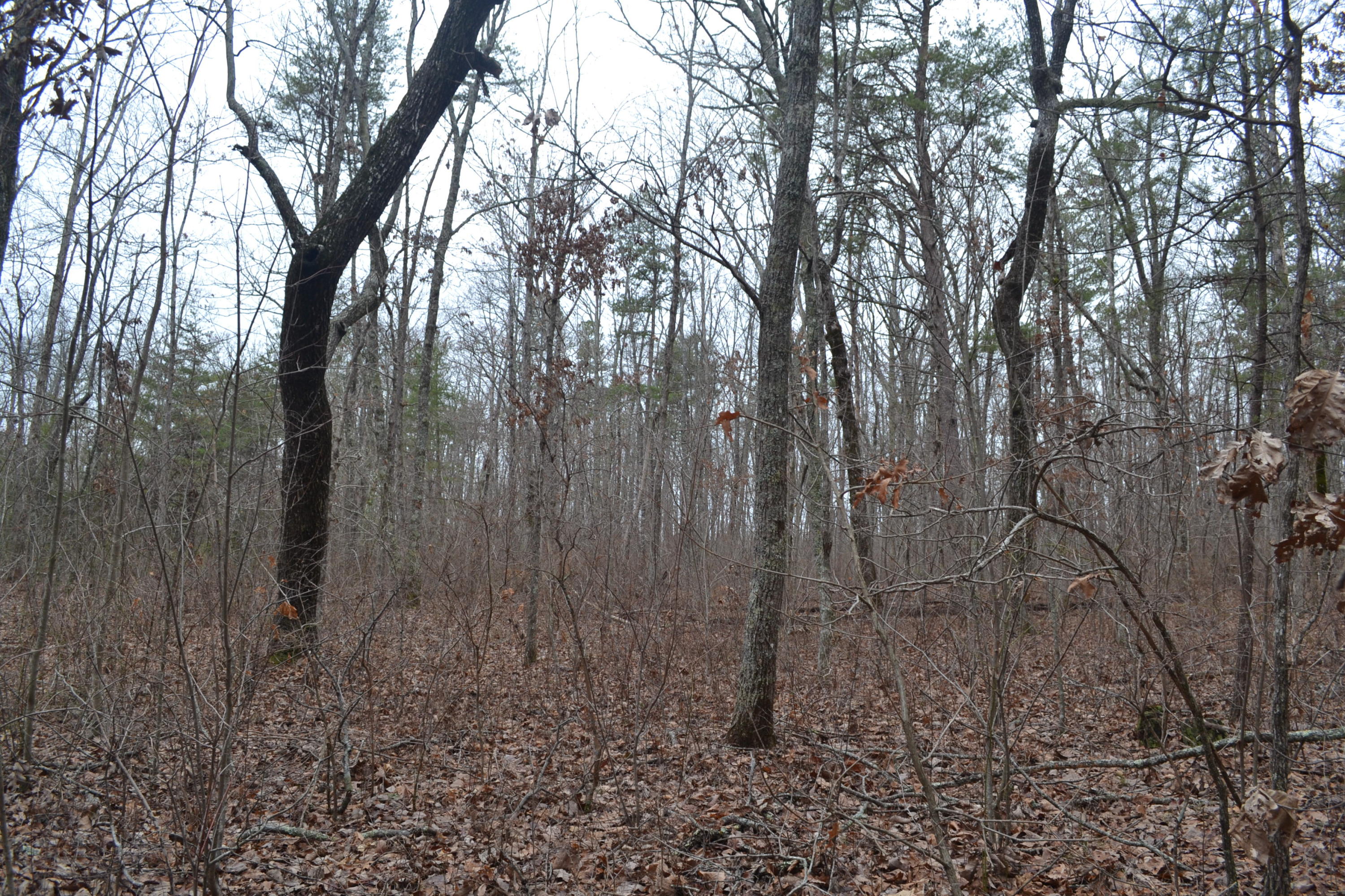 18-ac Window Rock Road Dunlap, TN 37327 - Photo 9 of 26 Hon 224 ac_2594Hon 224 ac