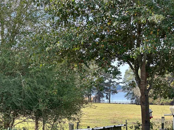 a view of a large tree with lawn chairs under an umbrella