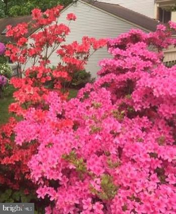 11321 Classical Lane Silver Spring, MD 20901 - Photo 33 of 35 a picture of flowers