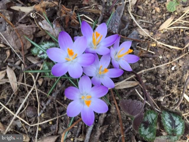 11321 Classical Lane Silver Spring, MD 20901 - Photo 34 of 35 a painted room with lots of flowers and flowers