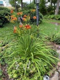 3162 Chestnut Grove Church Road Sparta, NC 28675 - Photo 35 of 48