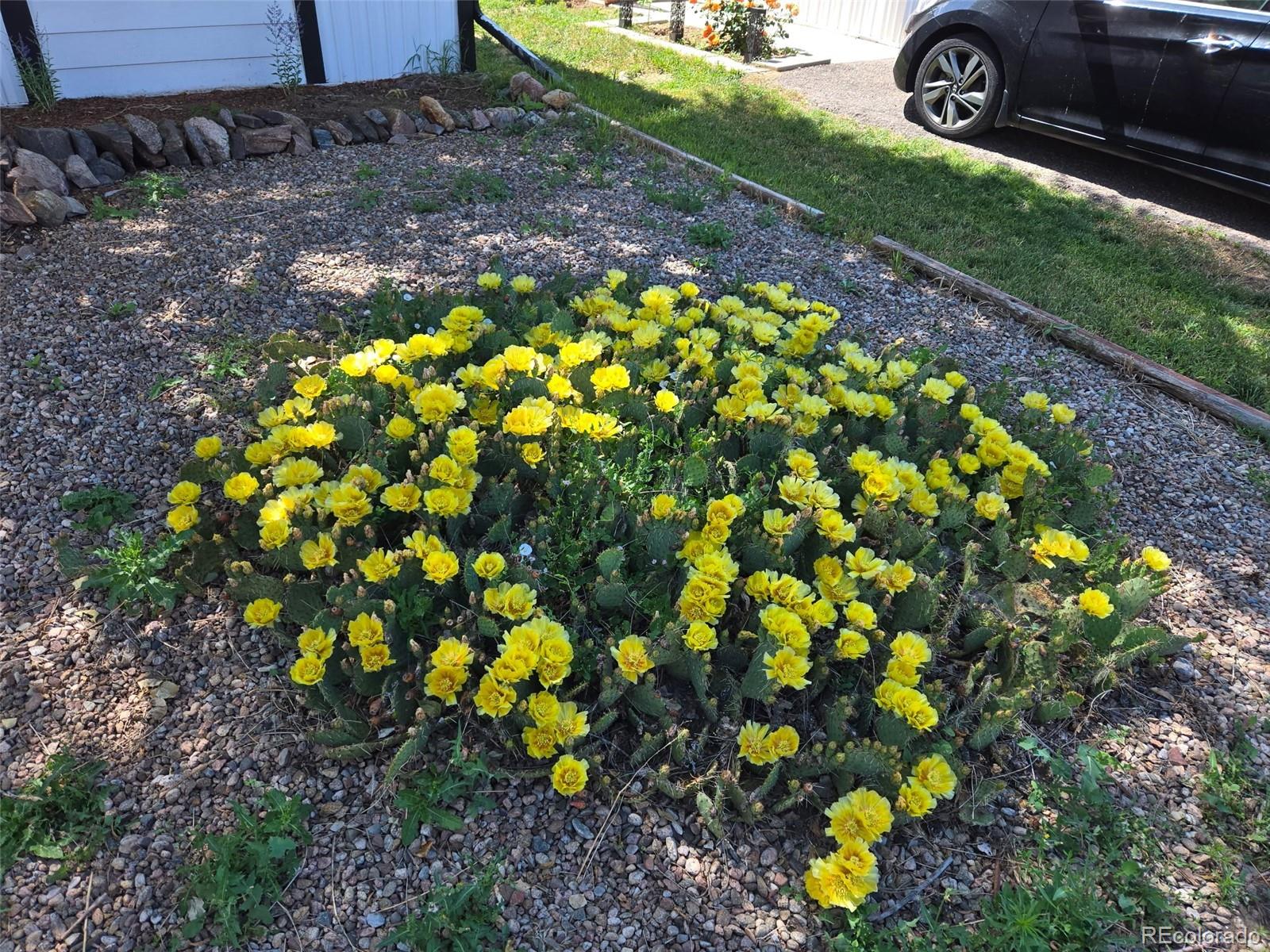 210 Pinto Street Golden, CO 80401 - Photo 29 of 35 a view of a tree with flower plant