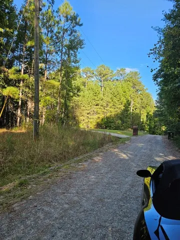 a view of a forest with trees in the background