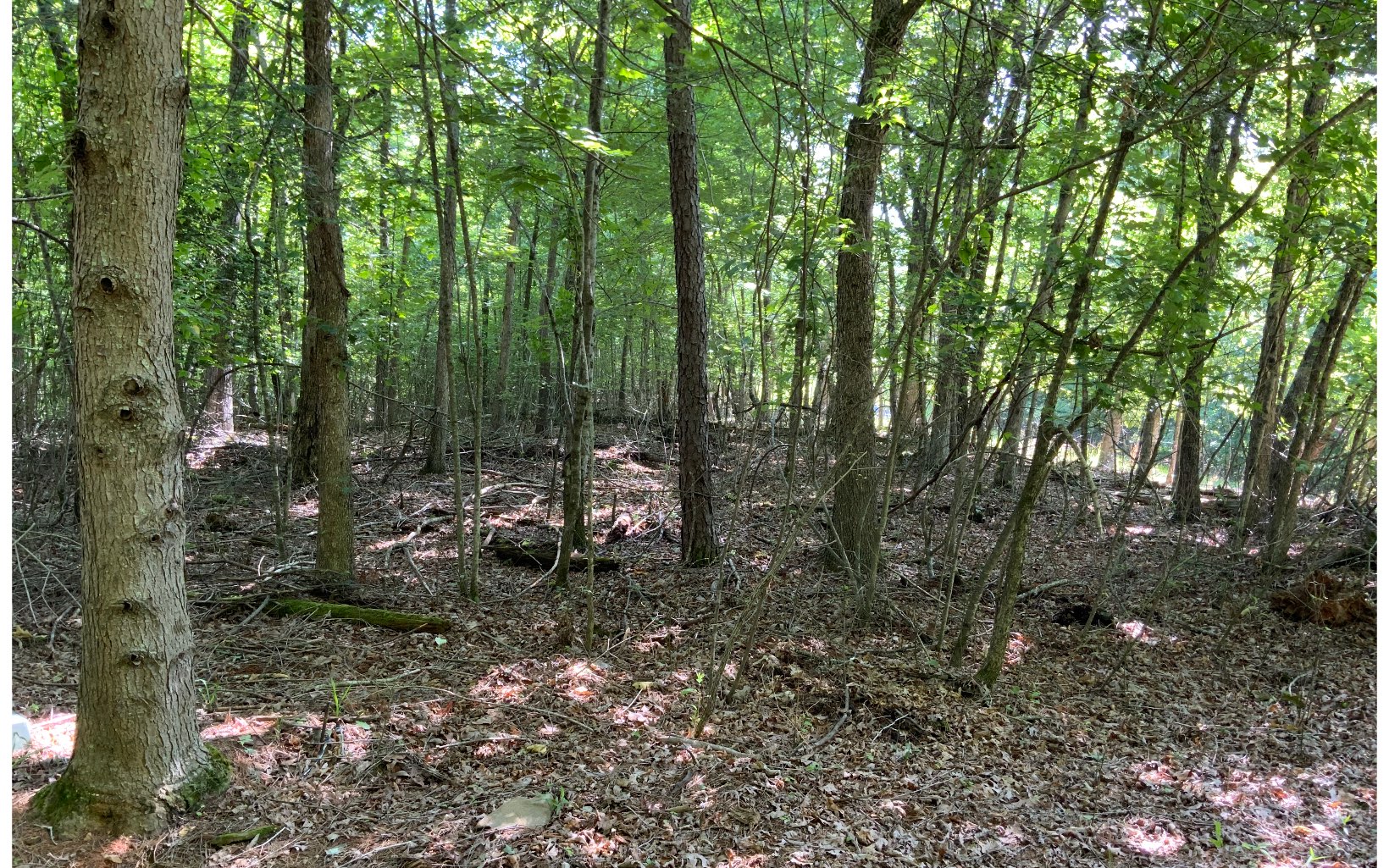 a view of a forest with trees