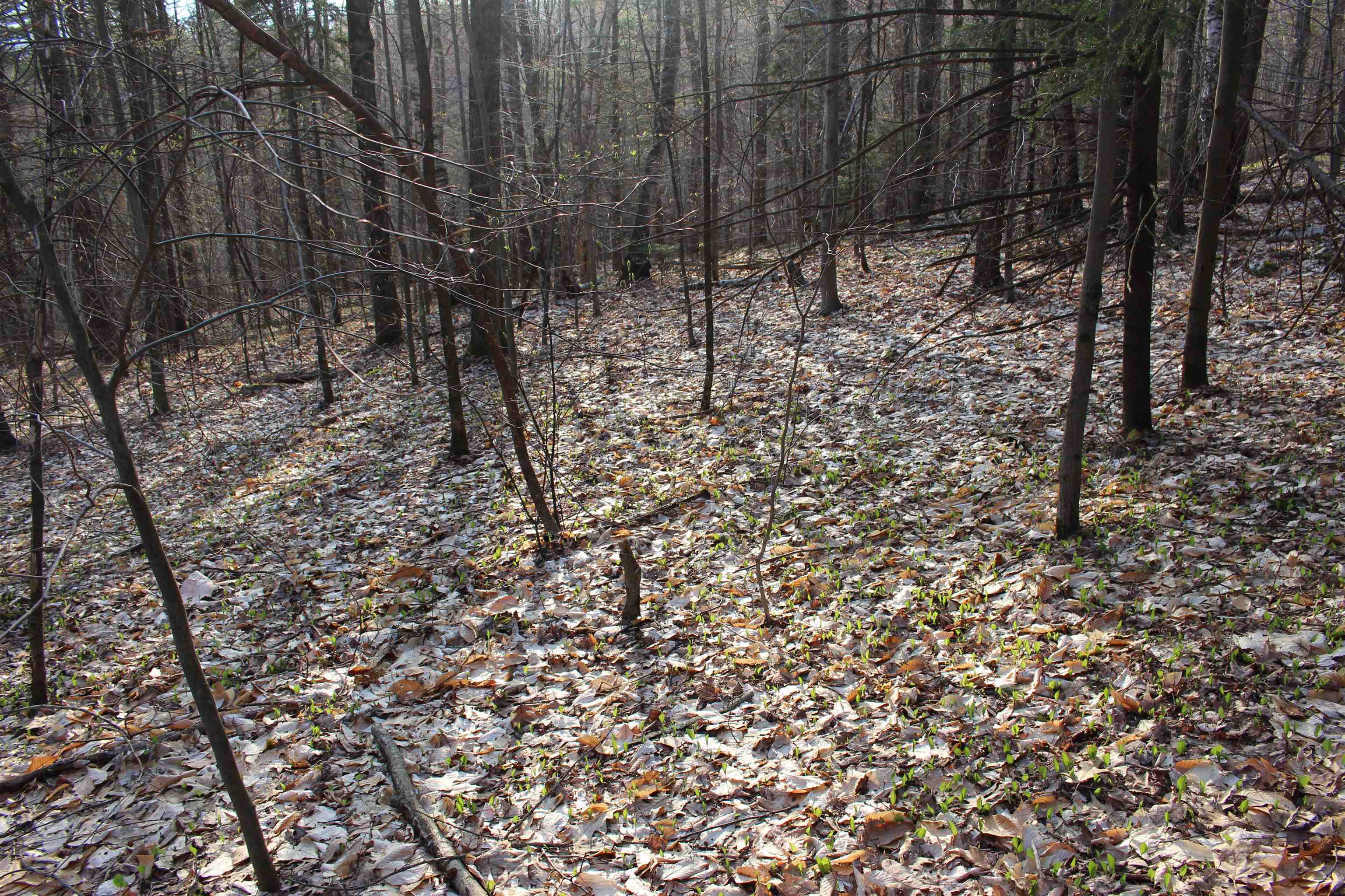 0 Upper Meehan Road Bristol, VT 05443 - Photo 17 of 20