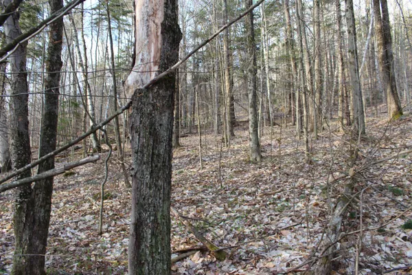 $120,000 | 0 Upper Meehan Road, Bristol, VT 05443