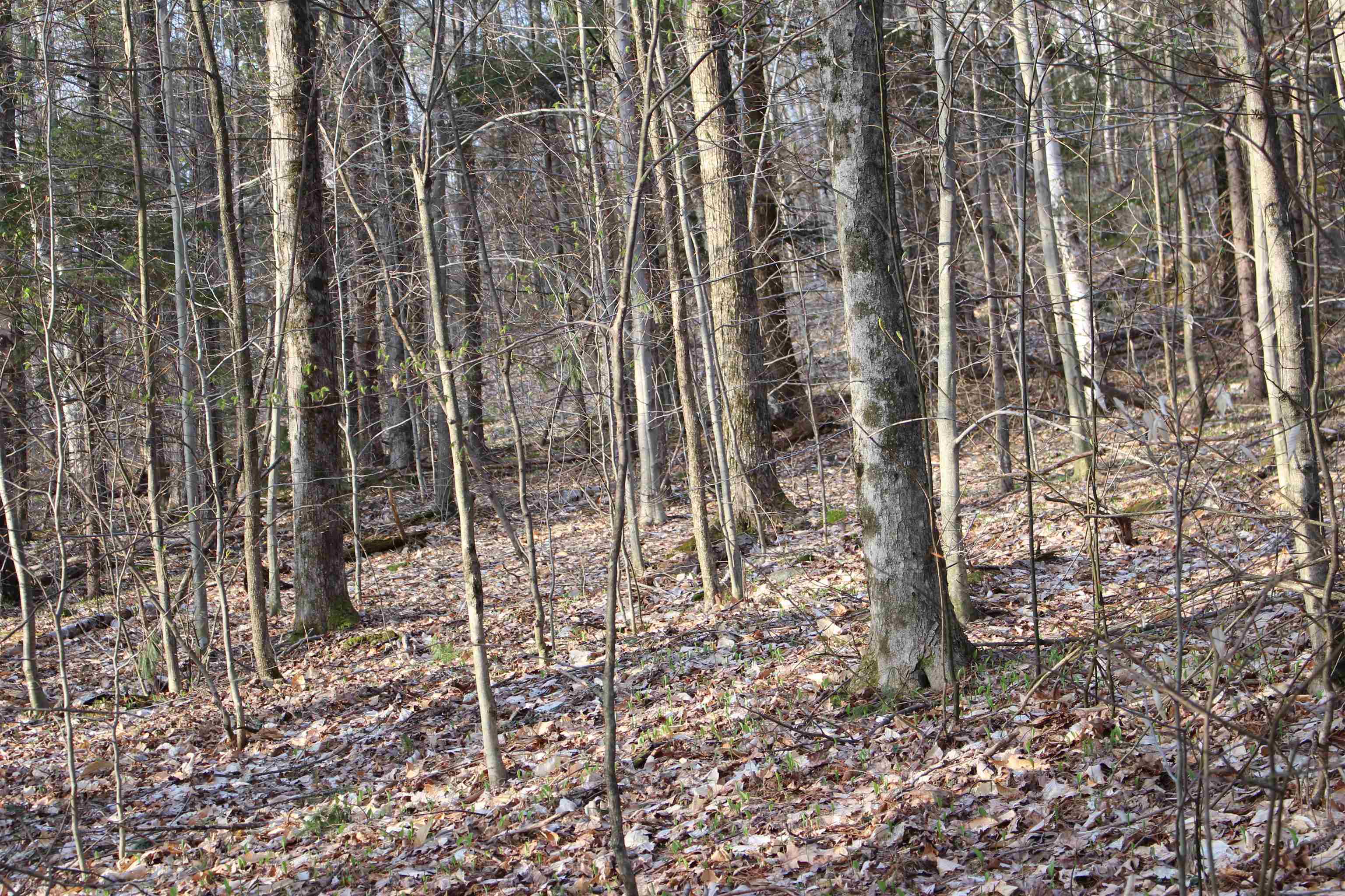 0 Upper Meehan Road Bristol, VT 05443 - Photo 19 of 20