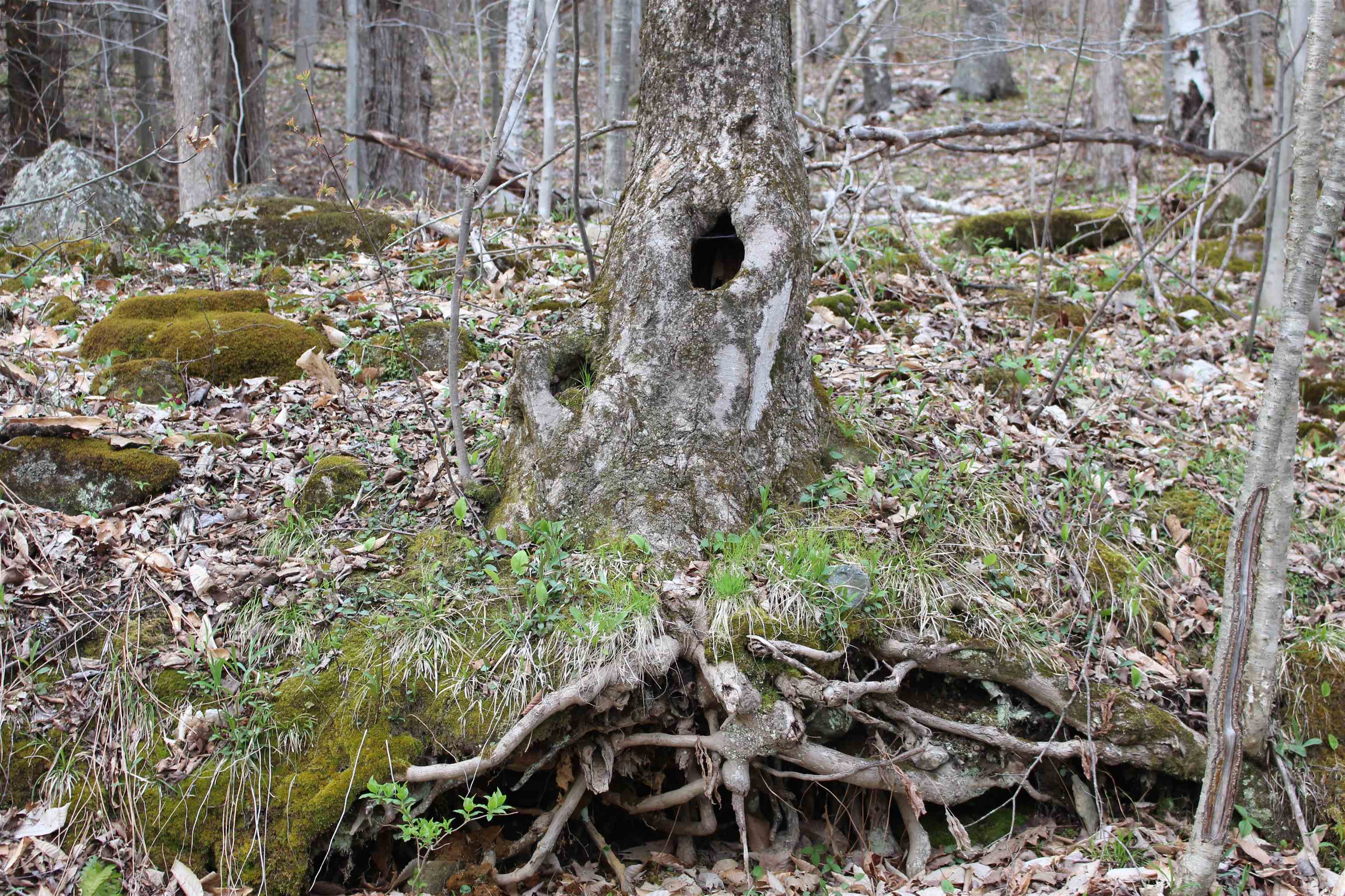 0 Upper Meehan Road Bristol, VT 05443 - Photo 8 of 20