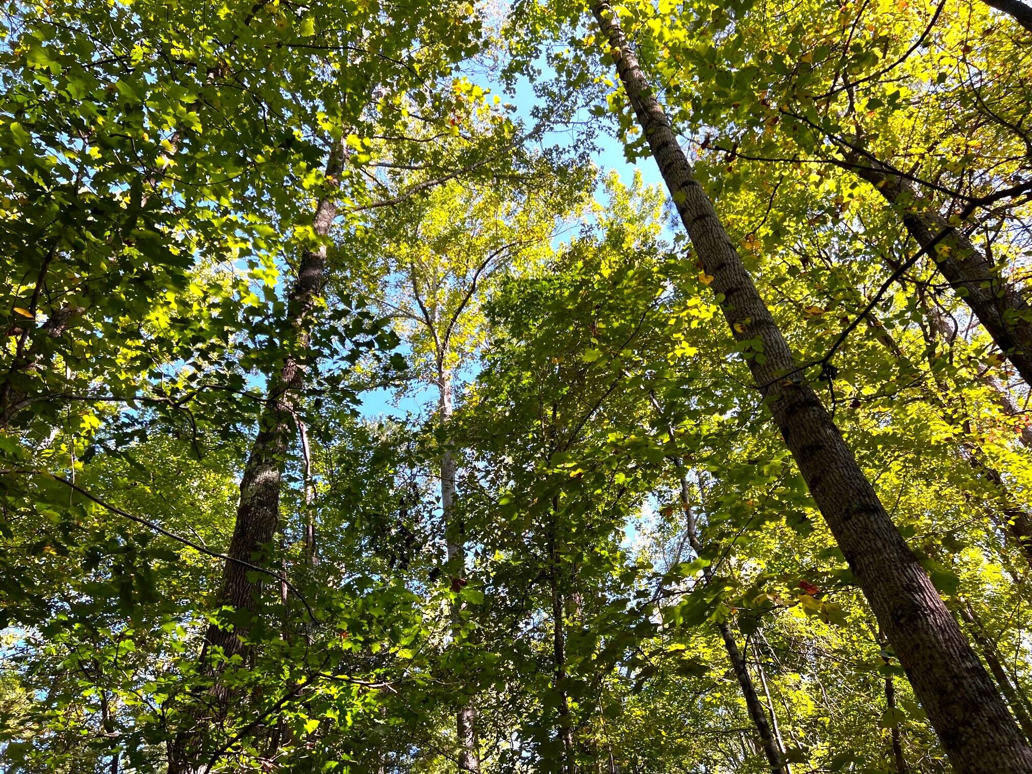 0 Knox Station Road Chester, SC 29706 - Photo 18 of 20 Knox Station 18