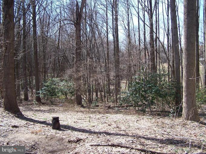 922 Challedon Road Great Falls, VA 22066 - Photo 14 of 14 Wooded View / Acreage