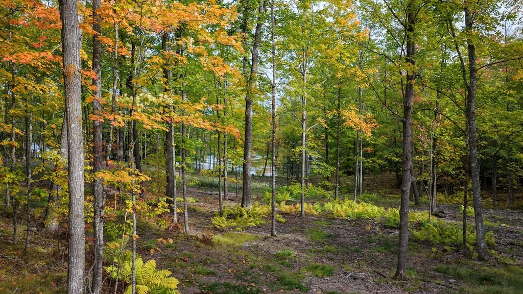 Lot 3 West Nelson Lake Road Hayward, WI 54843 - Photo 21 of 28 Gallery Image 21