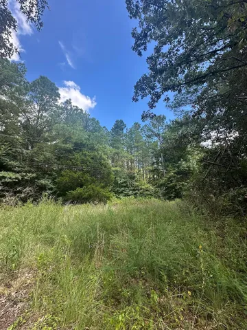 a view of a lush green forest with lots of trees