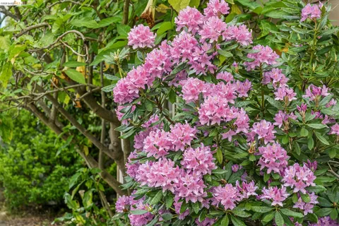 a view of a flower