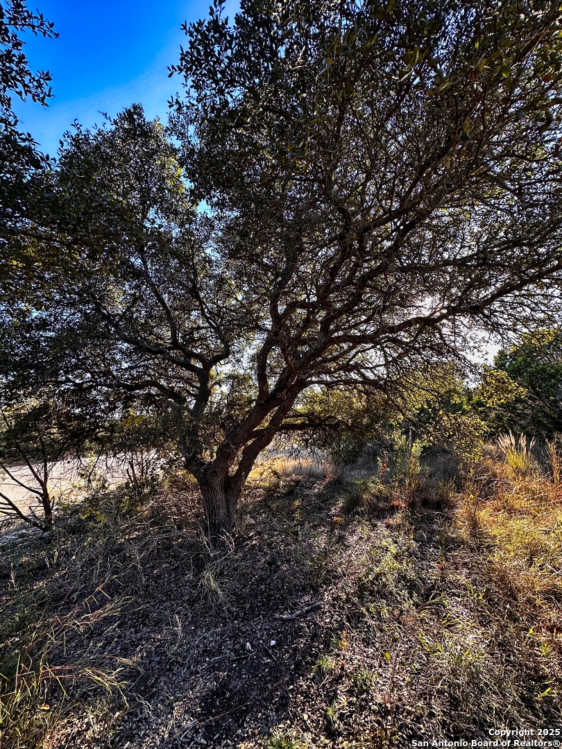 628 Indian Trail Spring Branch, TX 78070 - Photo 4 of 13 a view of tree