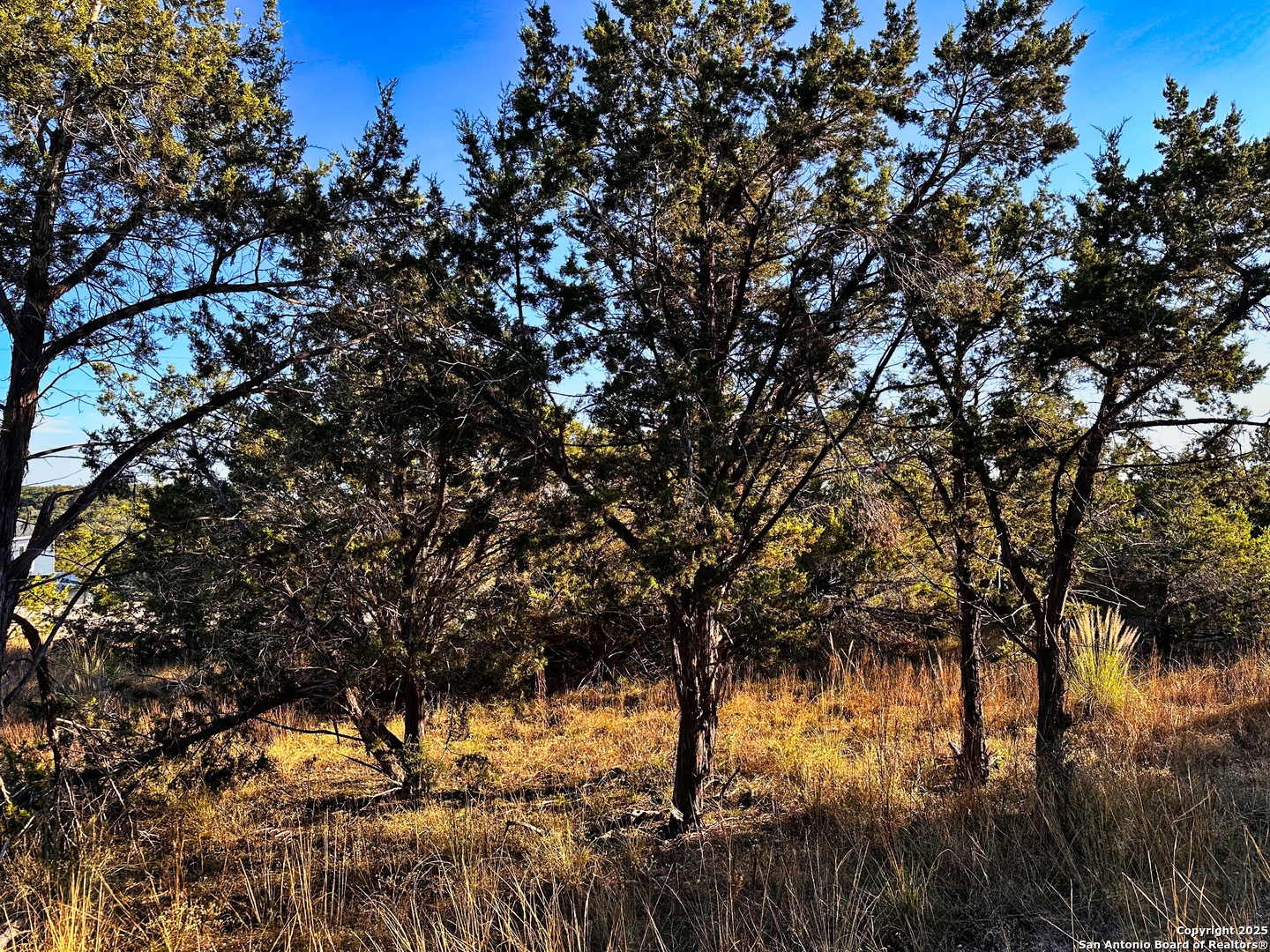 628 Indian Trail Spring Branch, TX 78070 - Photo 8 of 13 a view of a tree in a yard