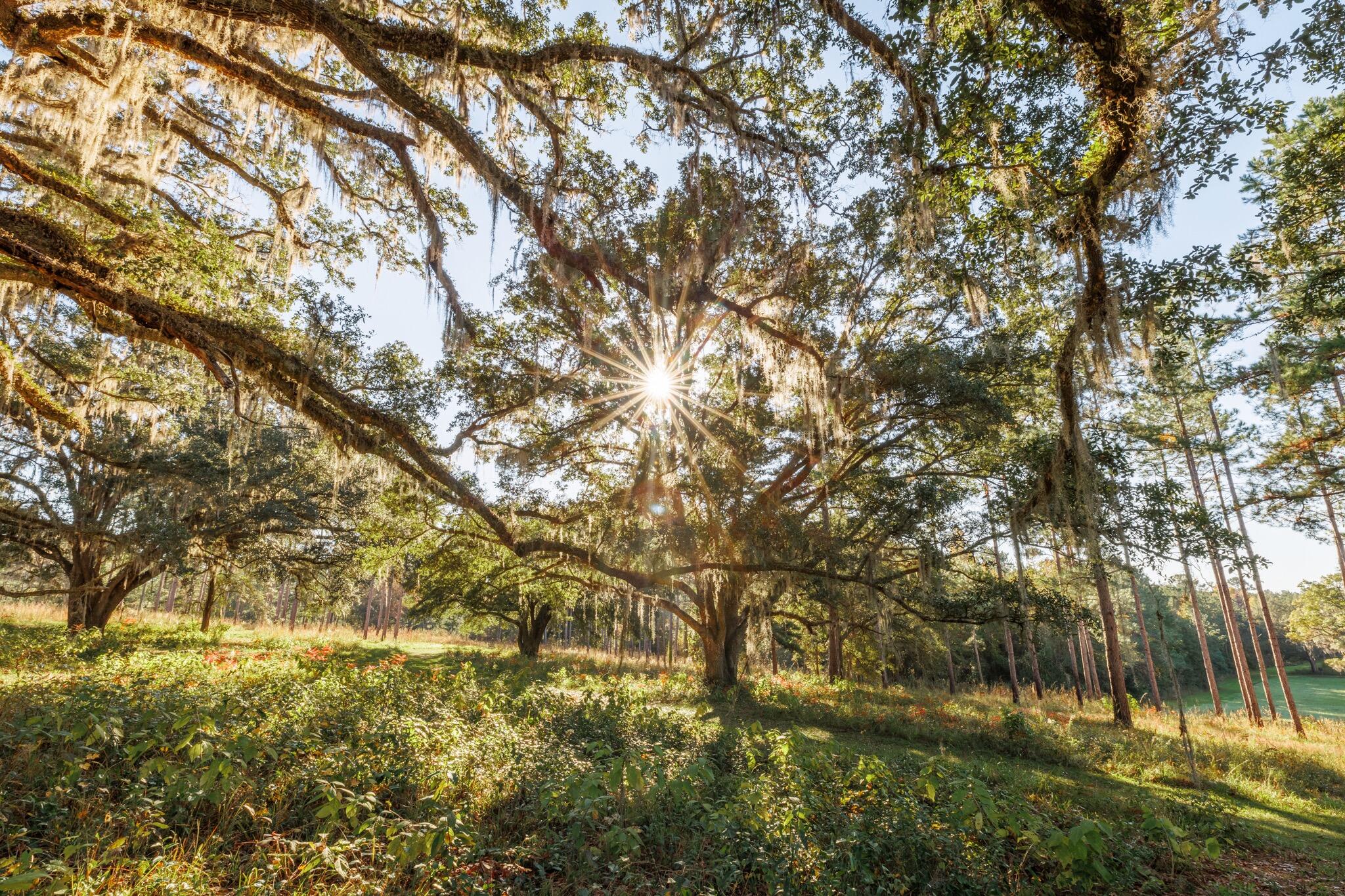 9700 Old Magnolia Road Tallahassee, FL 32309 - Photo 12 of 89 OverviewGallery(TOMA)- - 13