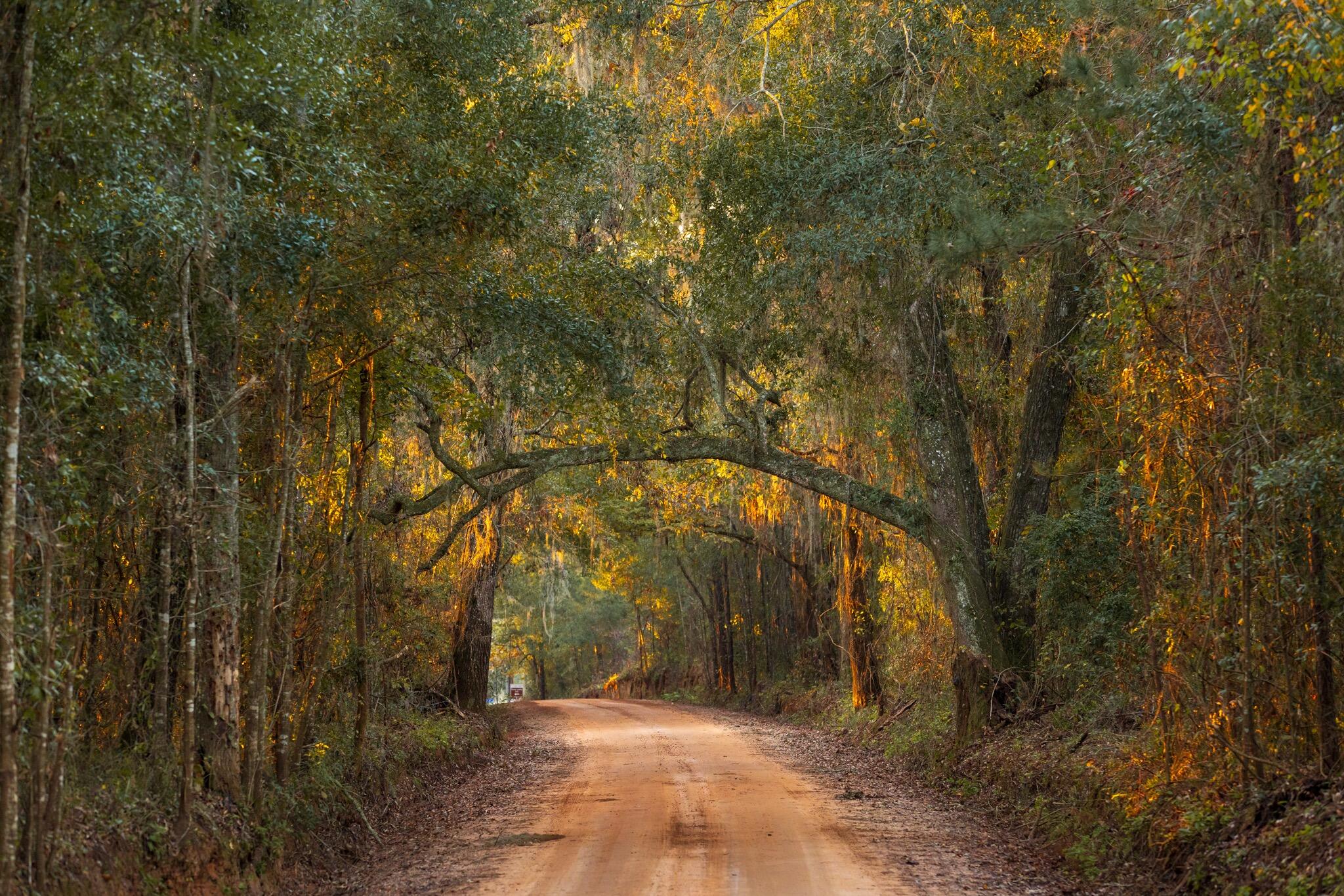 9700 Old Magnolia Road Tallahassee, FL 32309 - Photo 15 of 89 OverviewGallery(TOMA)- - 16