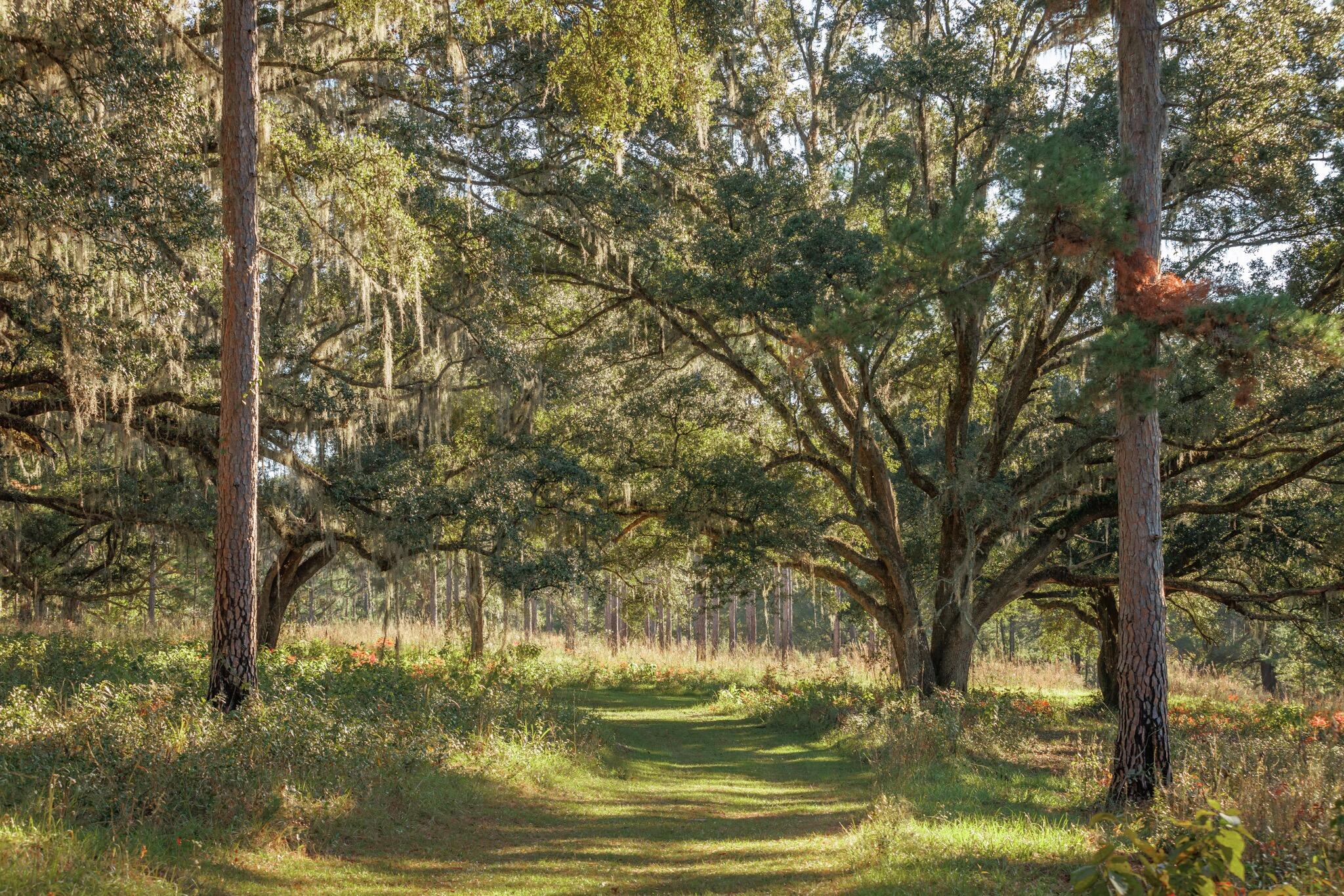 9700 Old Magnolia Road Tallahassee, FL 32309 - Photo 3 of 89 OverviewGallery(TOMA)- - 3