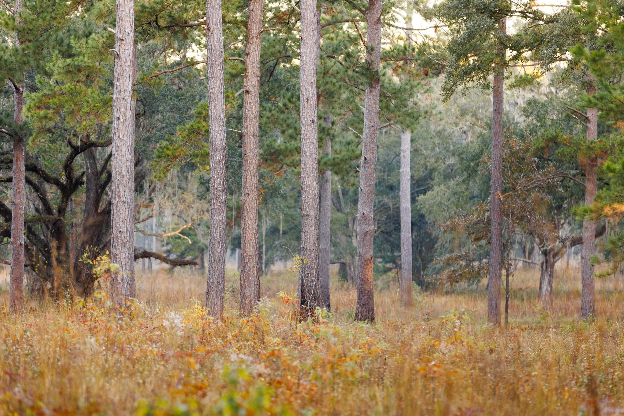 9700 Old Magnolia Road Tallahassee, FL 32309 - Photo 4 of 89 OverviewGallery(TOMA)- - 4