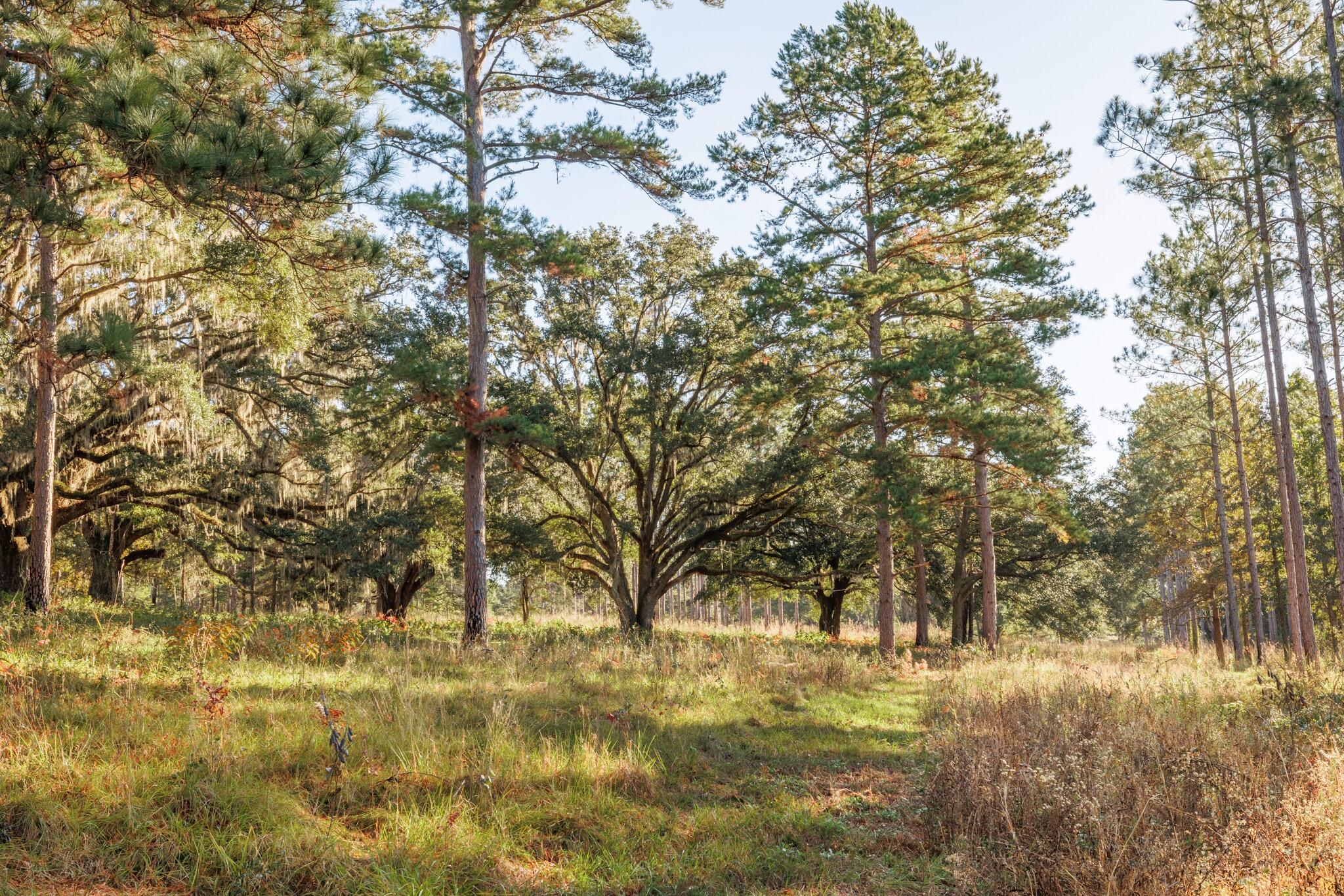 9700 Old Magnolia Road Tallahassee, FL 32309 - Photo 68 of 89 OverviewGallery(TOMA)- - 70