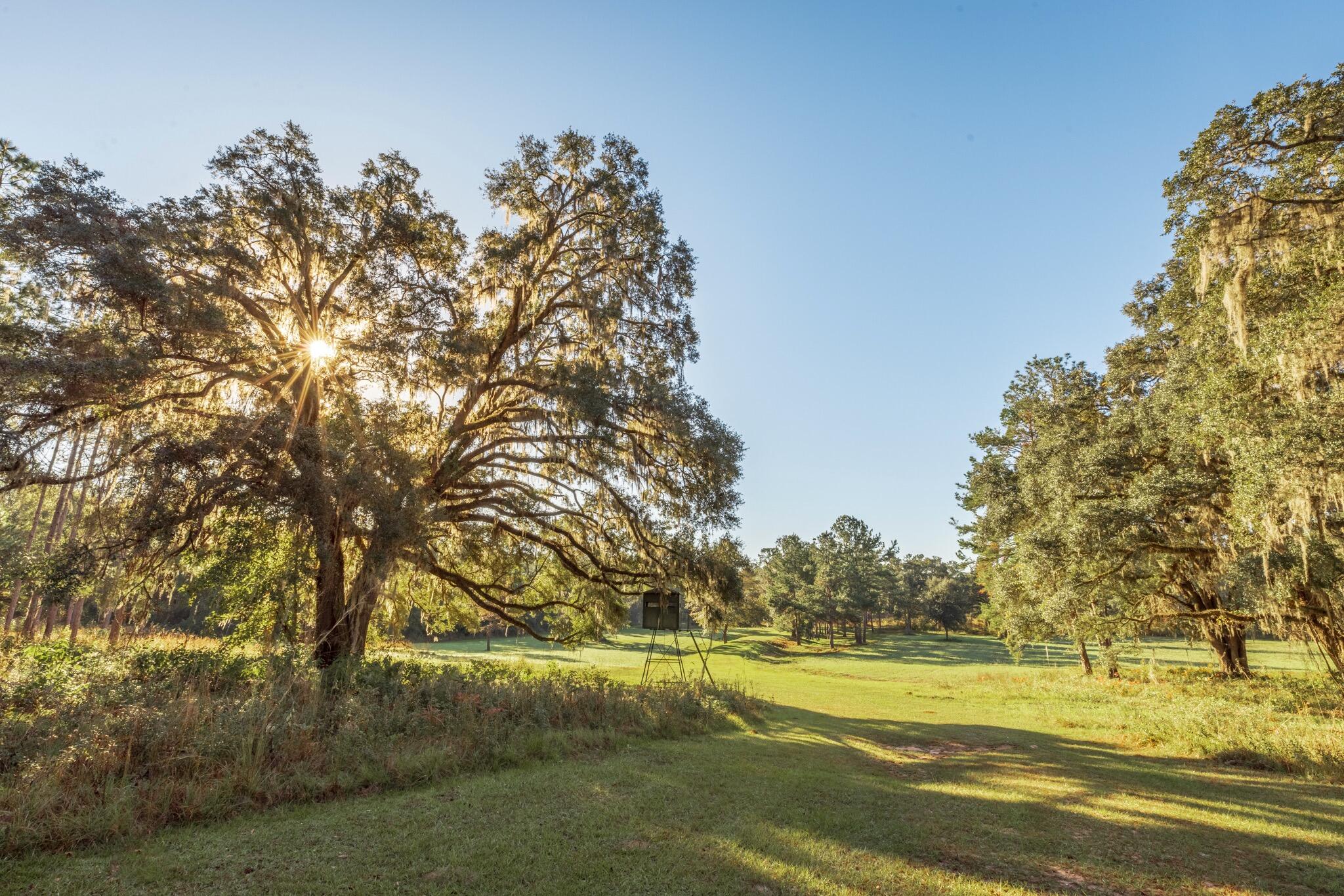 9700 Old Magnolia Road Tallahassee, FL 32309 - Photo 69 of 89 OverviewGallery(TOMA)- - 71