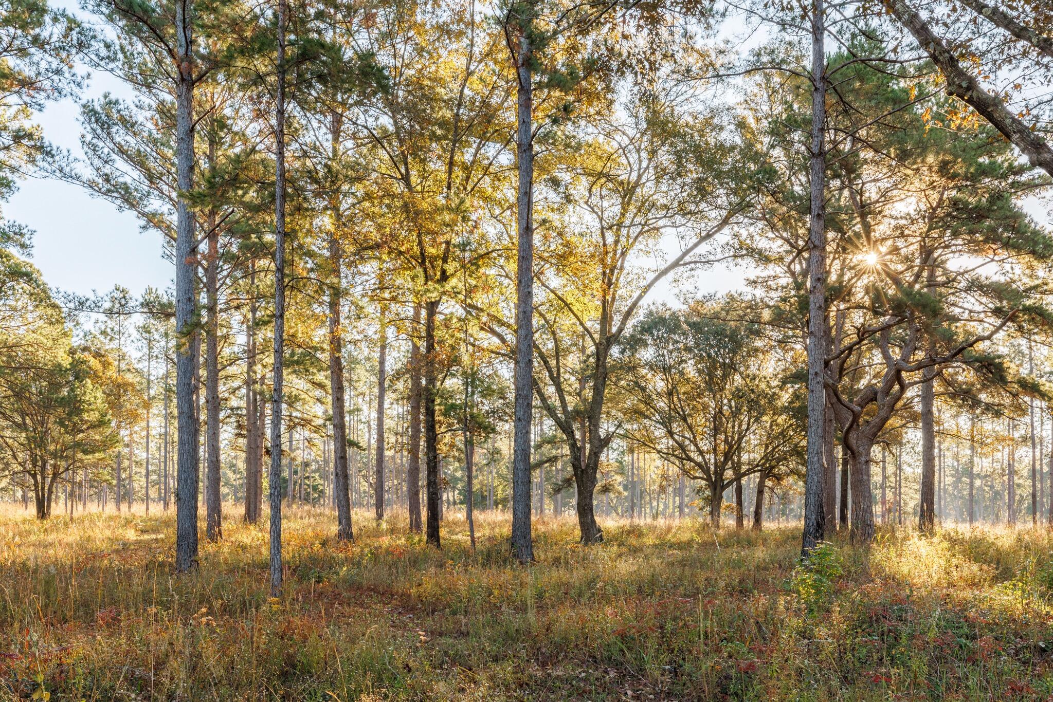 9700 Old Magnolia Road Tallahassee, FL 32309 - Photo 70 of 89 OverviewGallery(TOMA)- - 72