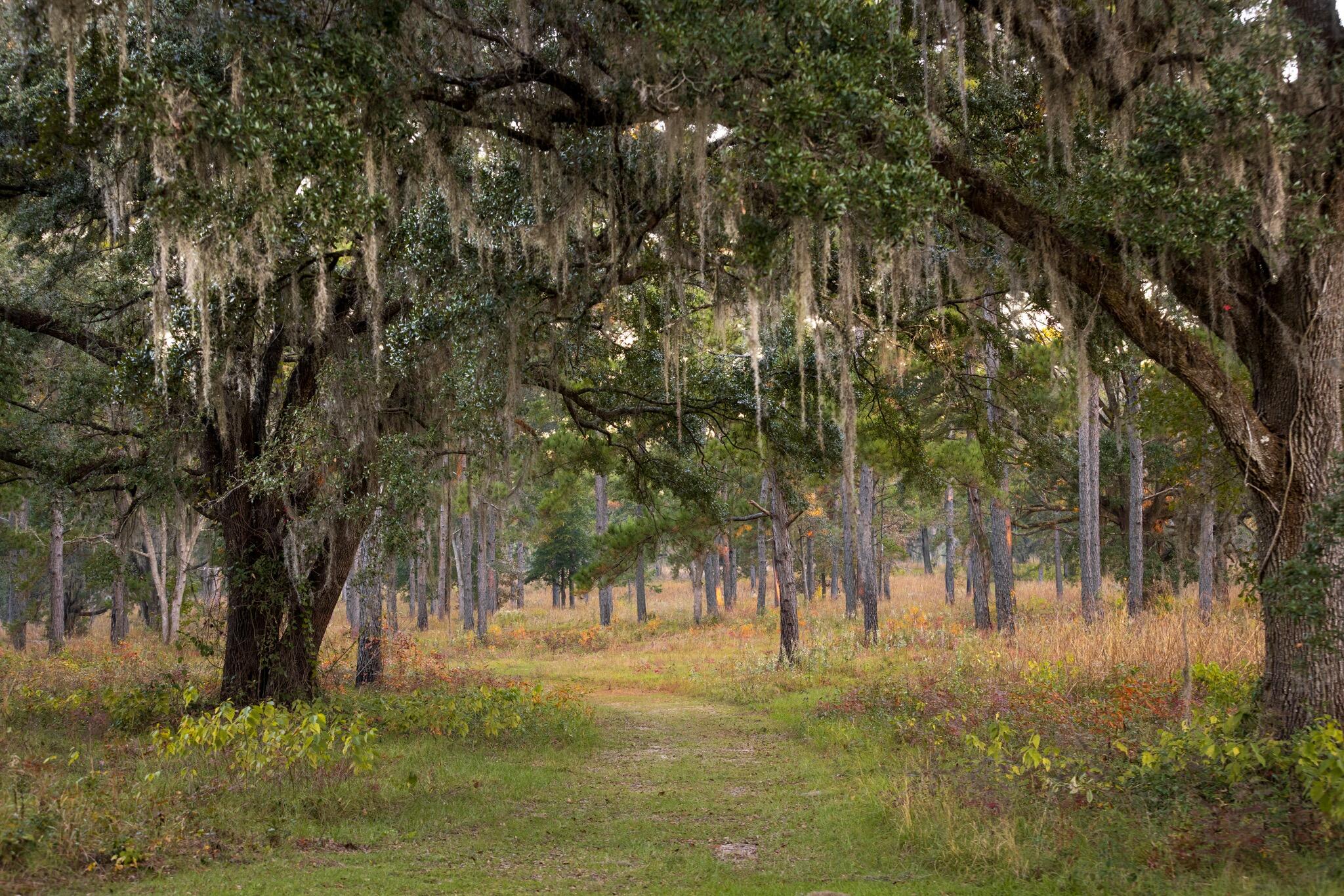 9700 Old Magnolia Road Tallahassee, FL 32309 - Photo 76 of 89 OverviewGallery(TOMA)- - 82