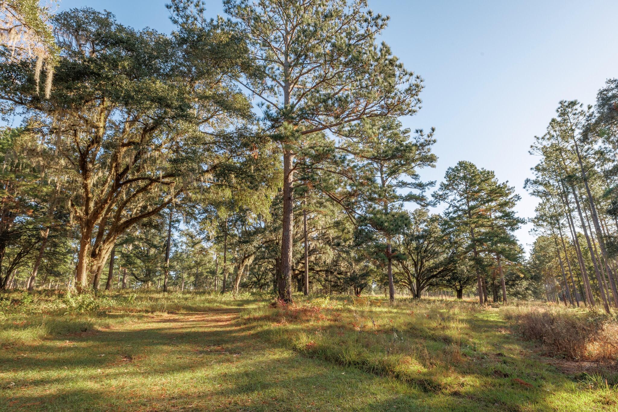 9700 Old Magnolia Road Tallahassee, FL 32309 - Photo 77 of 89 OverviewGallery(TOMA)- - 83