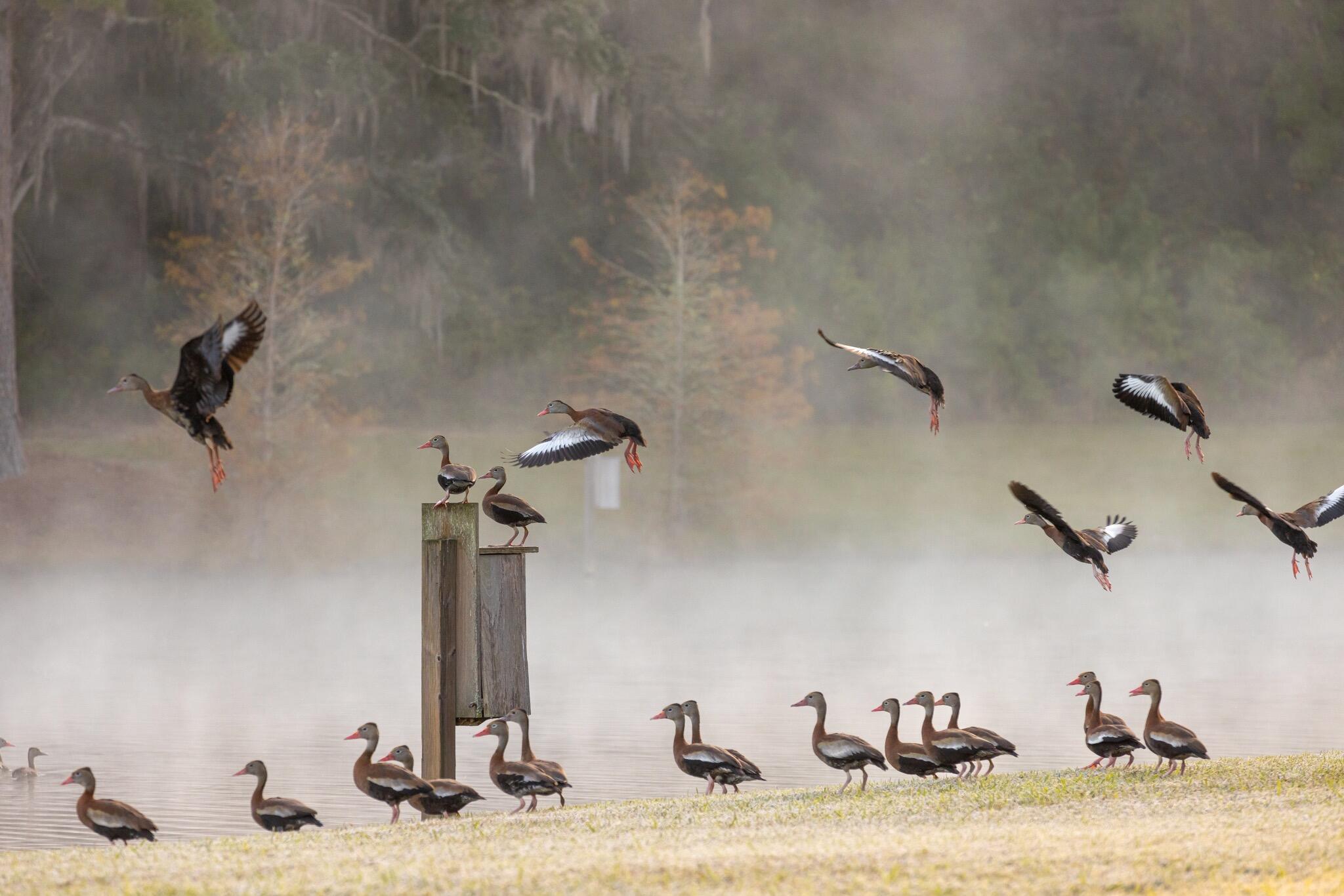 9700 Old Magnolia Road Tallahassee, FL 32309 - Photo 89 of 89 OverviewGallery(TOMA)- - 99