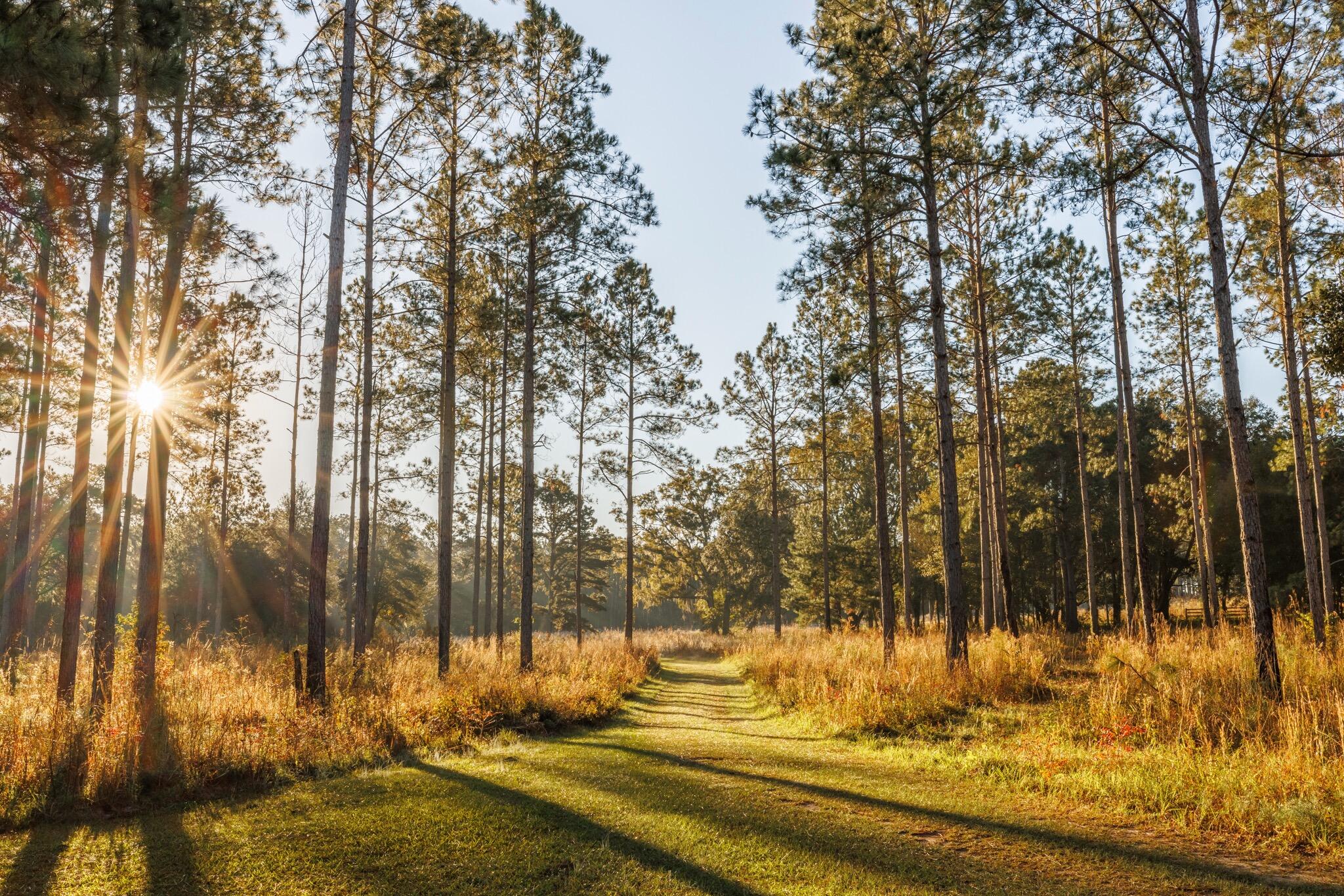 9700 Old Magnolia Road Tallahassee, FL 32309 - Photo 10 of 89 OverviewGallery(TOMA)- - 10