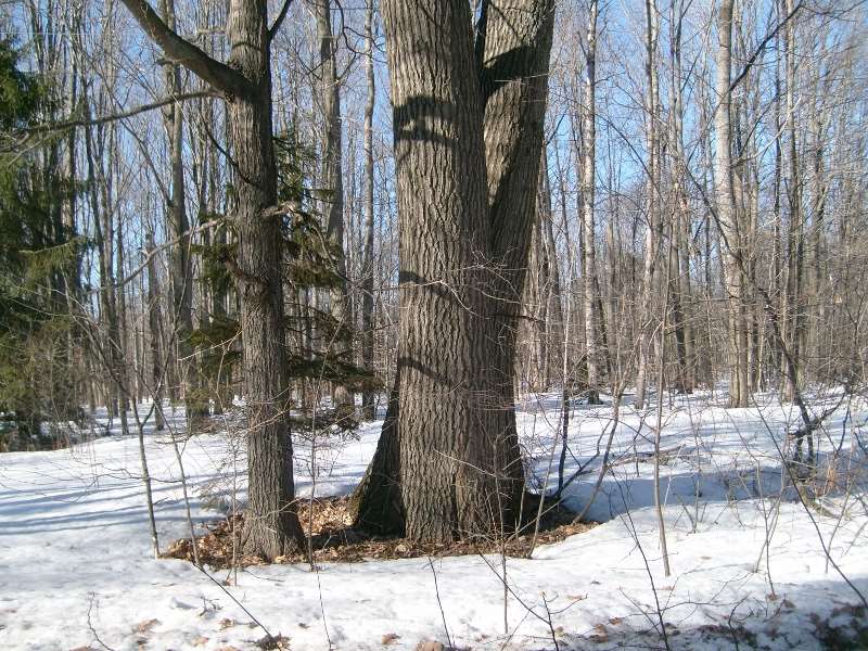 3560 Phelps Road Northeast Kalkaska, MI 49646 - Photo 81 of 89 1858386-81.JPG
