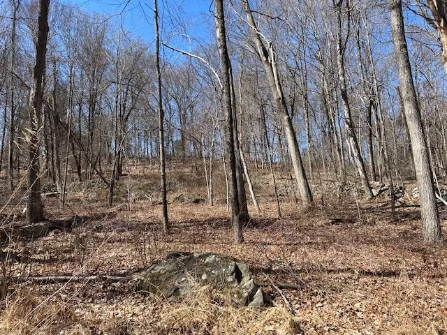 a view of a backyard with large trees