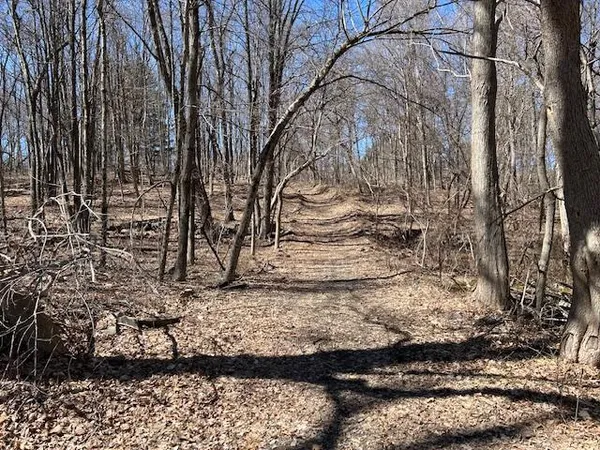a view of a yard with lots of trees