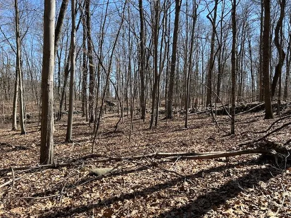 a view of a yard with lots of trees