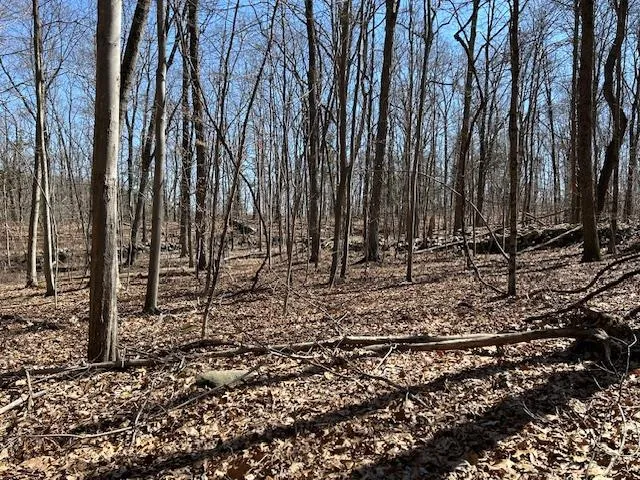 a view of a yard with lots of trees