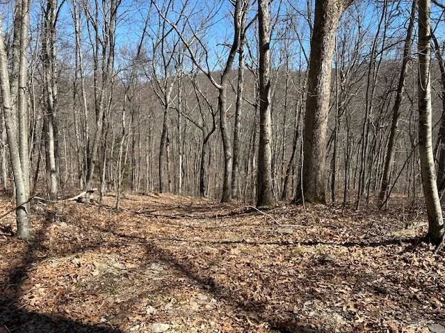 a view of a backyard with large trees