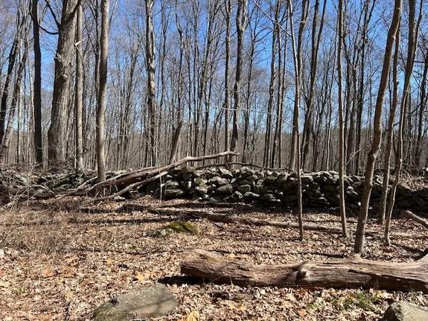 a view of a backyard with trees