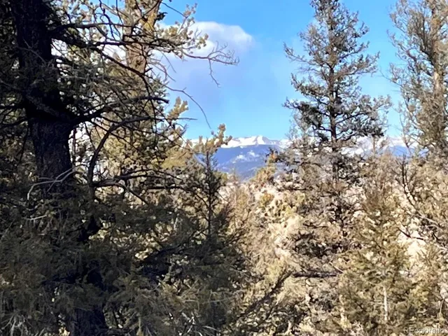 a view of a forest with lots of trees