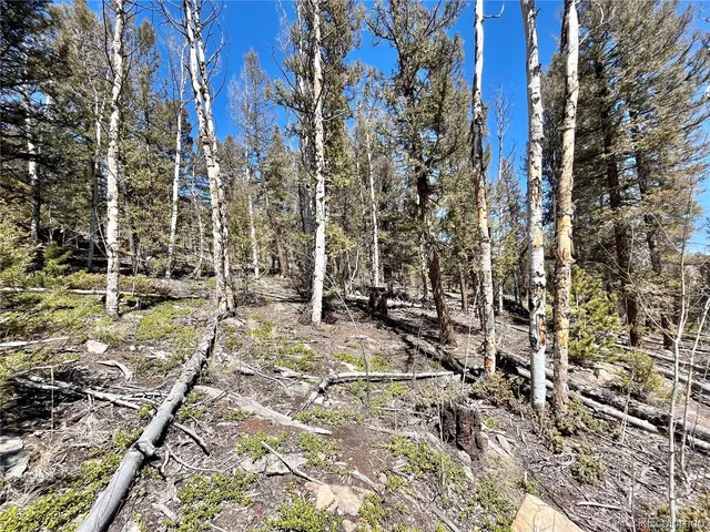 a view of a yard with plants and trees