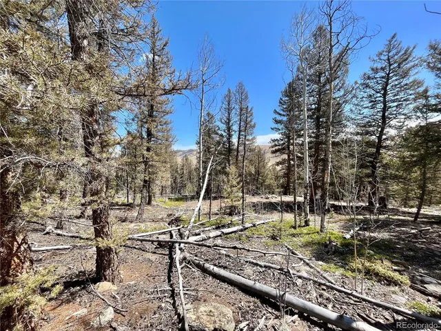 a view of a yard with large trees
