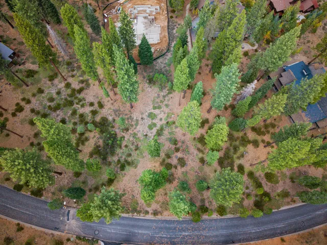 a view of a garden with a tree