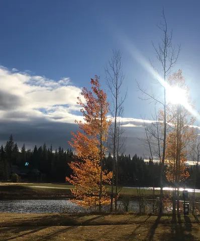 a view of backyard with trees
