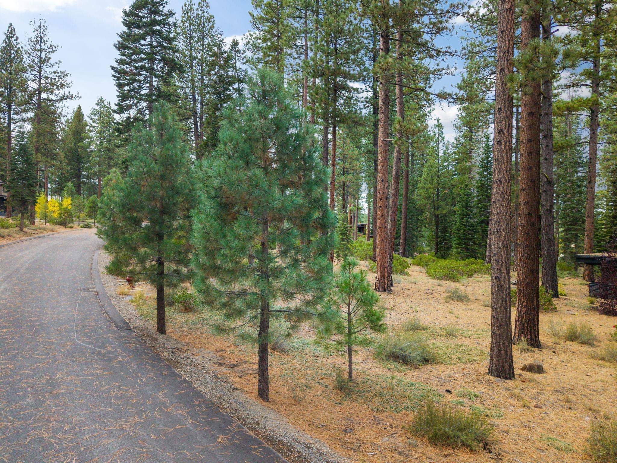11317 Elle Ellen Truckee, CA 96161 - Photo 5 of 24 a view of a yard with plants