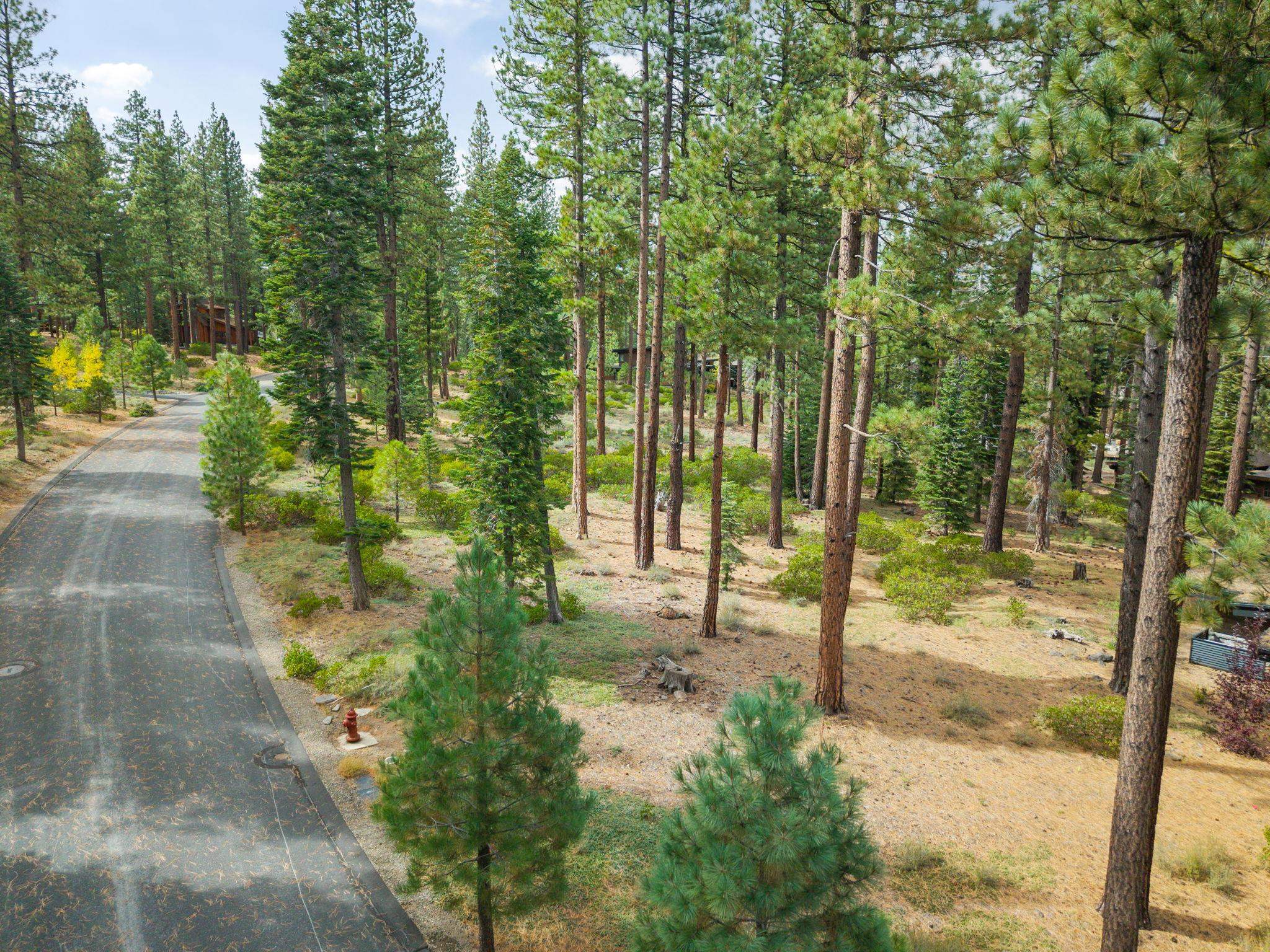 11317 Elle Ellen Truckee, CA 96161 - Photo 9 of 24 a view of a yard with plants and large tree