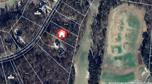 a close up of a tree