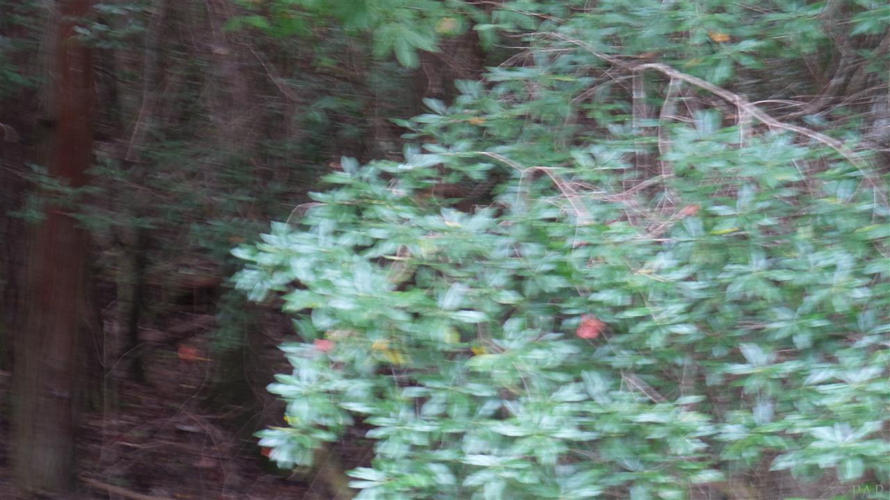 182 Jay Jay, FL 32565 - Photo 12 of 20 Gallery Image 12