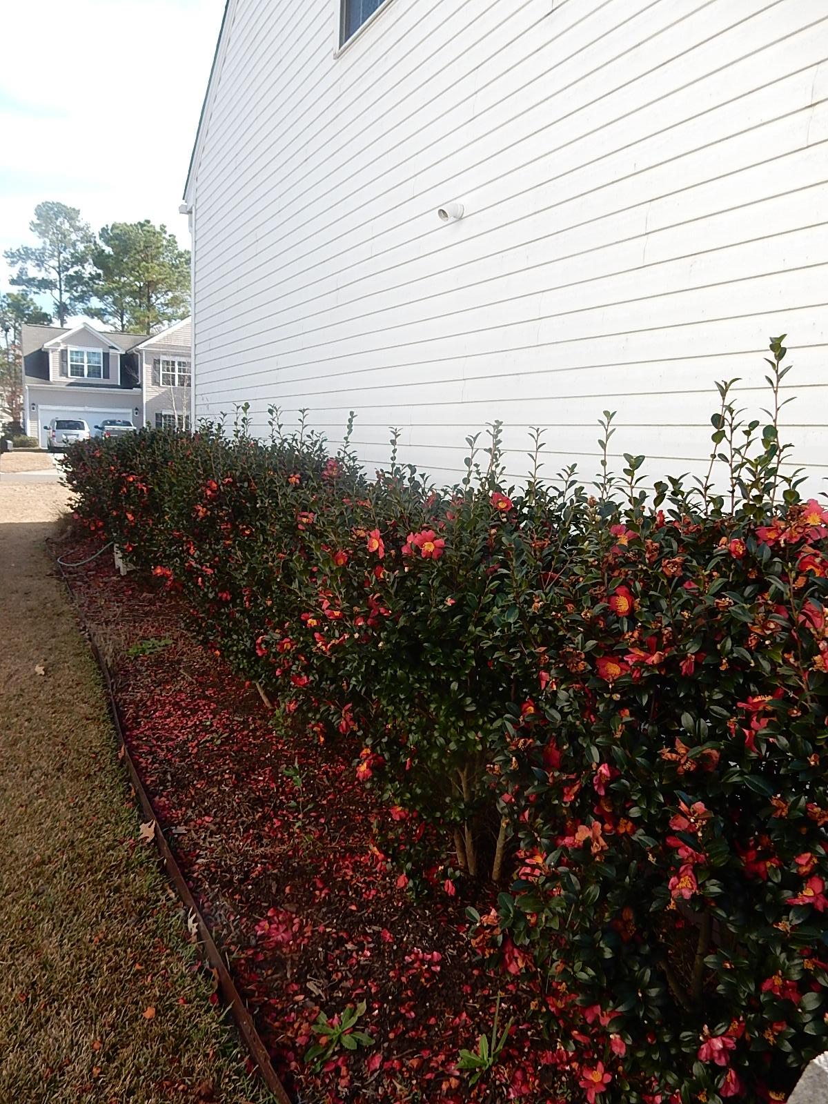 1505 St Stephens Way Hanahan, SC 29410 - Photo 22 of 25 Shrubs