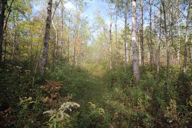 0 North County Line Road Clare, MI 48617 - Photo 2 of 10