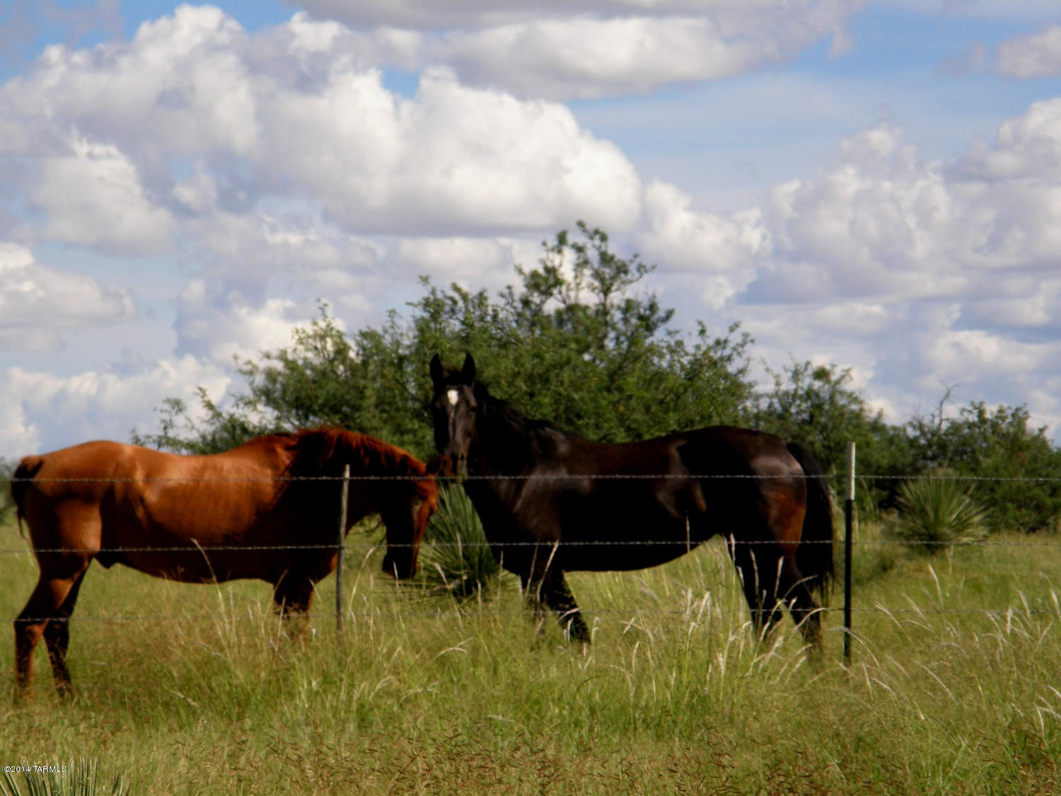 Tbd South Kansas Settlement Road Willcox, AZ 85643 - Photo 12 of 20
