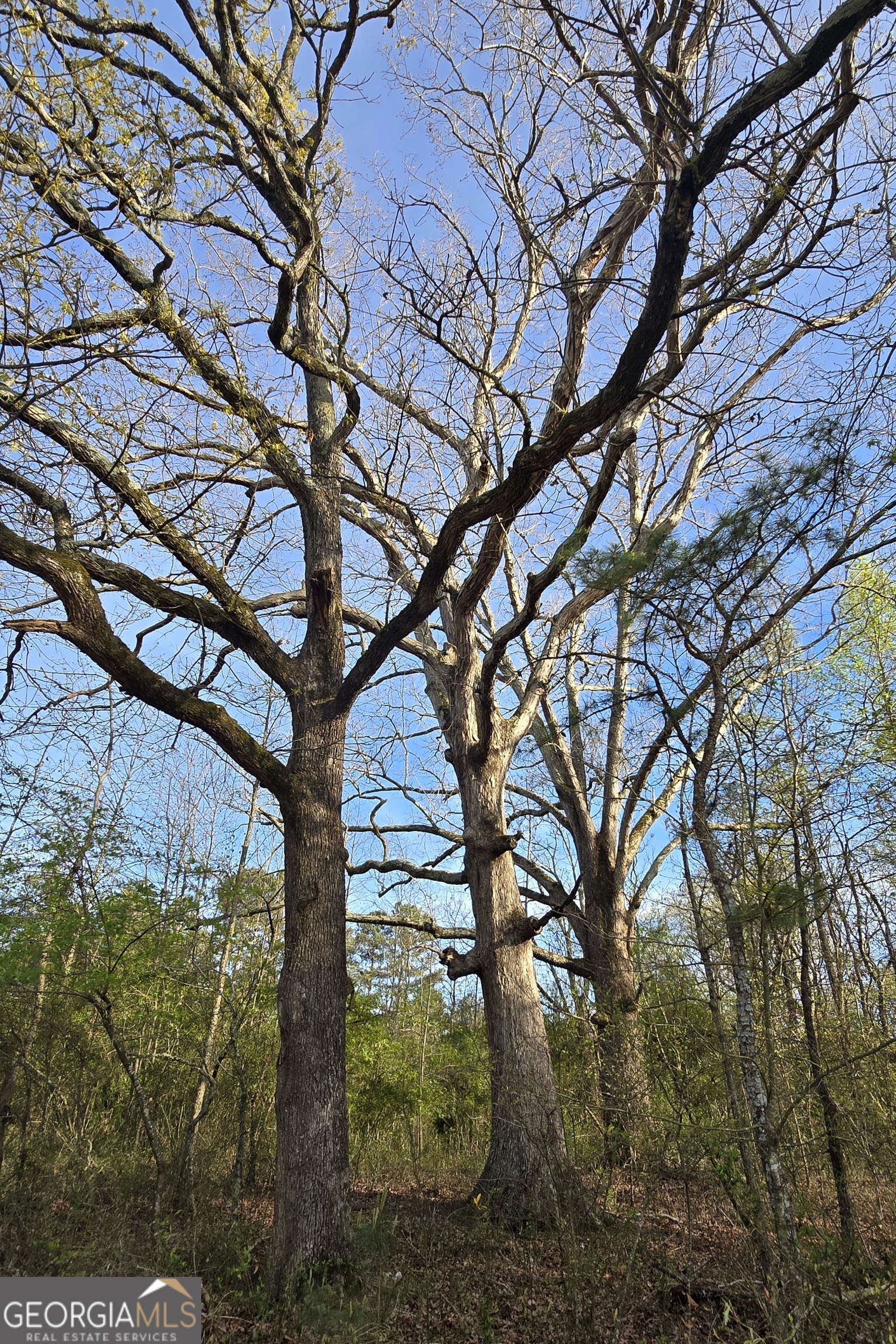 0 Willis Glenn Road Hull, GA 30646 - Photo 5 of 20